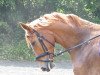 dressage horse Breeze Cordiale (Westphalian, 2009, from Basic)