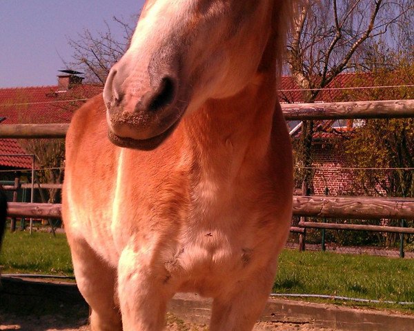 dressage horse Nina (Haflinger, 1994, from Nestro)