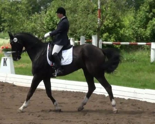 dressage horse Papayo (Westphalian, 2001, from Pik Labionics)