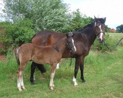 broodmare Top Nantana (German Riding Pony, 1992, from Nantano)