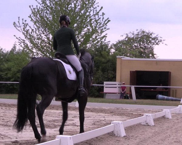 Reitturnier Baschütz bei Bautzen 2022