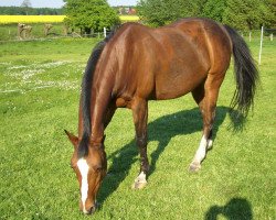 horse Timba (German Riding Pony, 1994, from Rosedale Tiberius)