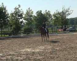 dressage horse Winston AW (Hanoverian, 2007, from Weltmeyer)