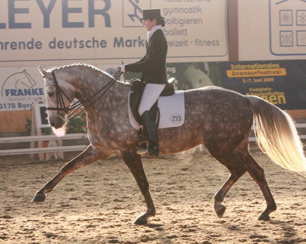 Zuchtstute Race (Westfale, 2002, von Royal Diamond)