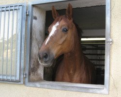 horse Rieu (Westphalian, 1998, from Rubinstein I)