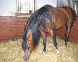 stallion Fabian ox (Arabian thoroughbred, 1995, from Wojslaw ox)