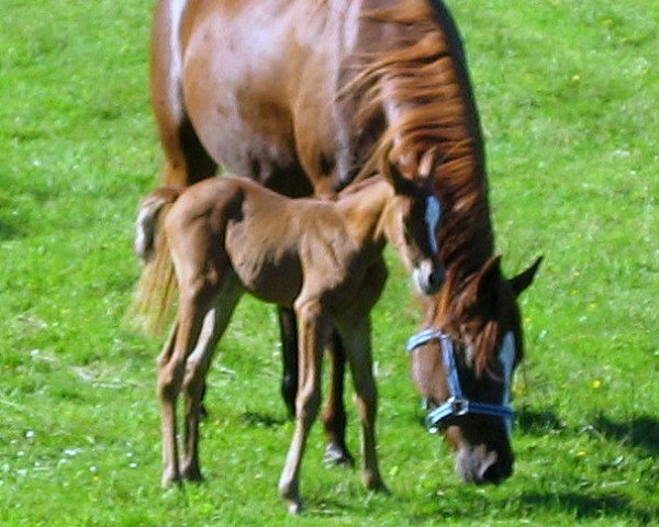 horse Cosma ox (Arabian, 2007, from Fabian ox)