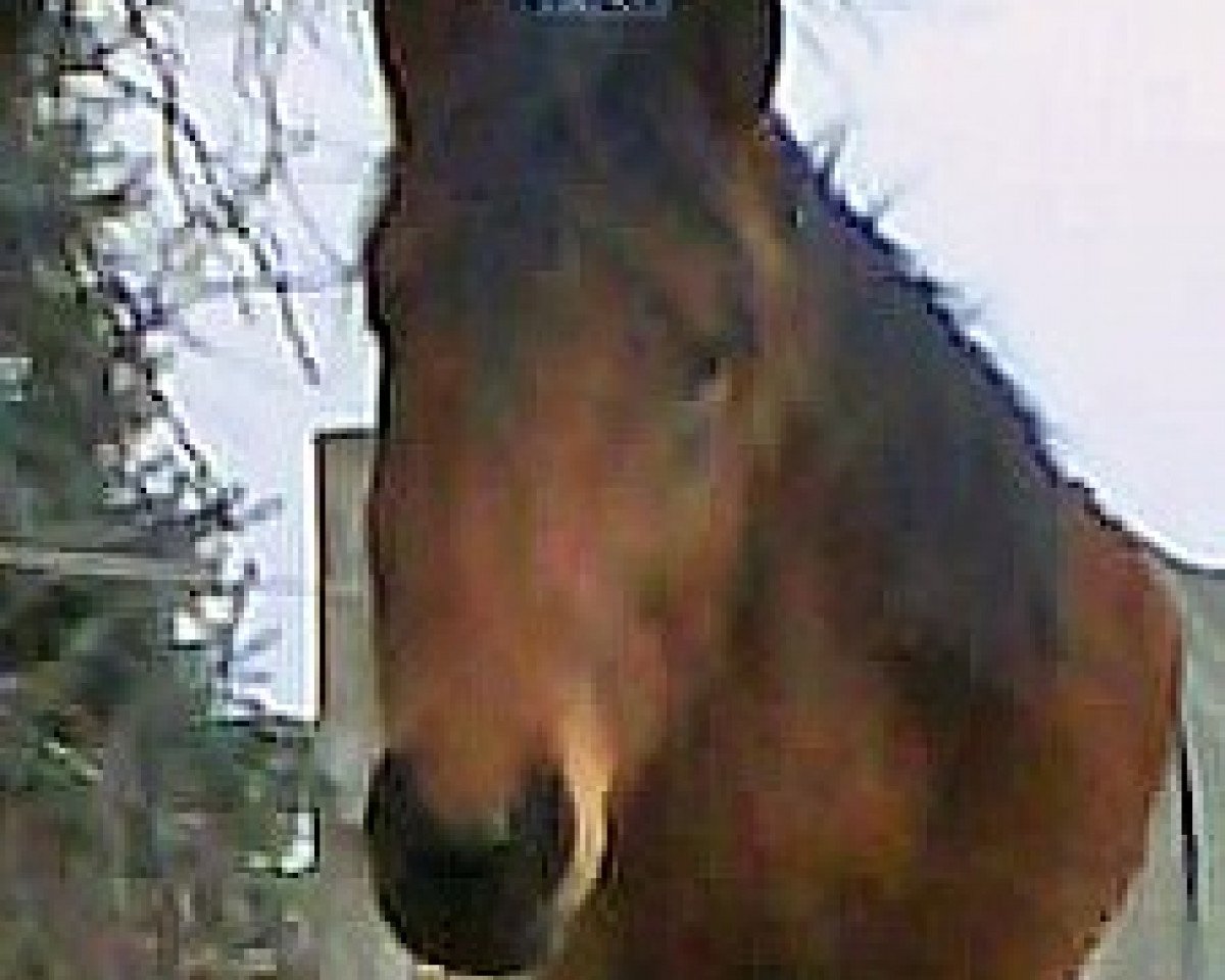 jumper Agadir (German Sport Horse, 2006, from Askari)