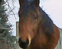 jumper Agadir (German Sport Horse, 2006, from Askari)