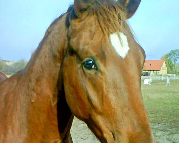 Pferd Gin Alme (Deutsches Sportpferd, 2006, von Glenn Alme)