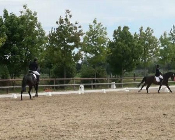 dressage horse Future Star 3 (Westphalian, 2006)