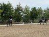 dressage horse Future Star 3 (Westphalian, 2006)