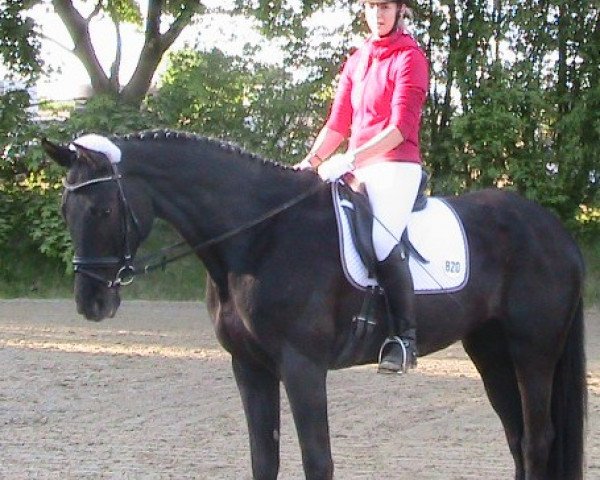 horse Moonlight Lady (German Sport Horse, 2007, from Mill Reef)