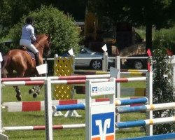 jumper Karamell (Hungarian Warmblood, 2005, from Kalimeris d'Ariel)