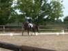 dressage horse Rebella Queen (Hanoverian, 2008, from Rubinero 2)