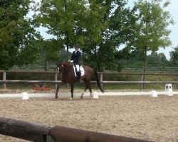 dressage horse Rebella Queen (Hanoverian, 2008, from Rubinero 2)