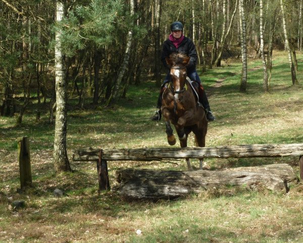 Springpferd Debby 30 (Westfale, 1991, von Daenenkoenig)