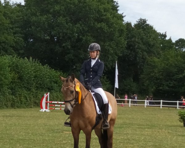 dressage horse Steendieks Chef (German Riding Pony, 2011, from FS Chambertin)