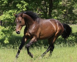 broodmare S1 Scarlett (German Warmblood, 2005, from Samba Hit I)