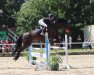 jumper Quietschy Quality (German Sport Horse, 2012, from Quiz)