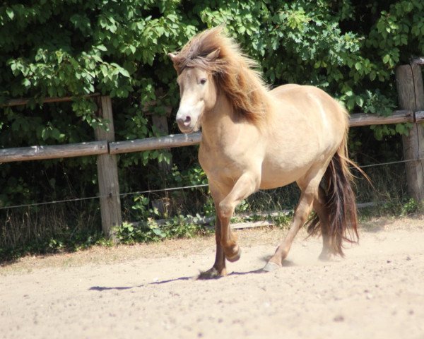 horse Stormsson vom Derkingshof (Iceland Horse, 2013, from Isjaki von Rutenmühle)