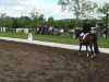 dressage horse Floratina (Hanoverian, 2008, from Fidertanz)