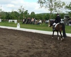 dressage horse Floratina (Hanoverian, 2008, from Fidertanz)