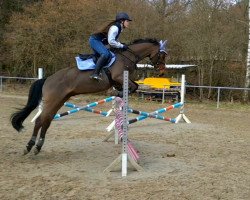 jumper Tamino (German Riding Pony, 2014, from Carthino Z)