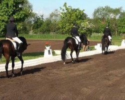 dressage horse Desperado W (Westphalian, 2009, from Diamond Hit)