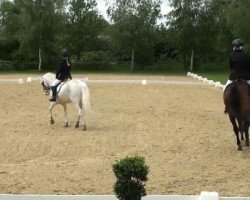 dressage horse Wonderful Boy 7 (German Riding Pony, 2004, from Walou)