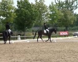 dressage horse Carla 145 (Westphalian, 2006, from Collin L)