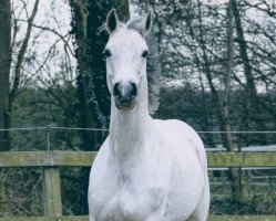 dressage horse Guardian de La Suerte (Hanoverian, 2009, from Graf Top)