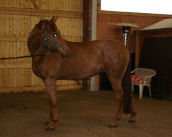 broodmare Stand up's Girl (Hanoverian, 2007, from Stand Up 2)