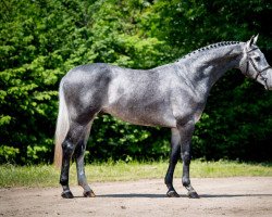 stallion Lamiro (KWPN (Royal Dutch Sporthorse), 2016, from Cohinoor VDL)