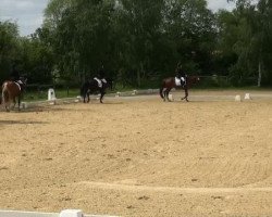 dressage horse Cupido T 2 (Welsh Partbred, 1995, from Bokkesprong Czardas)