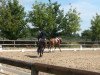 dressage horse Bertolino (Westphalian, 2009, from Basic)