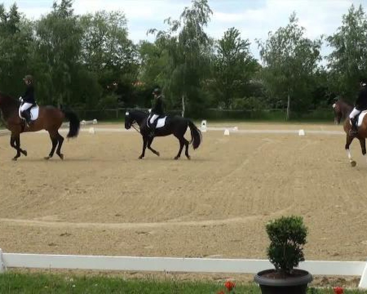 dressage horse Calossos (unknown, 1999)