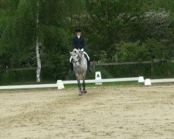 dressage horse Royal-Son (Westphalian, 1999, from Royal Diamond)