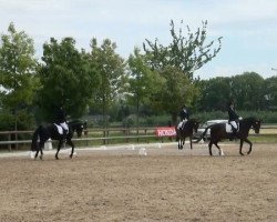 dressage horse Damondo (Westphalian, 2007)