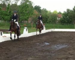 dressage horse Rockodeur (Westphalian, 2008, from Rock Forever NRW)