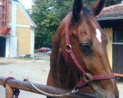 horse Wesley (Hanoverian, 1999, from Werbellin)