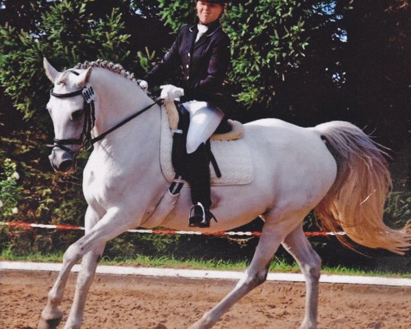 broodmare Silvertop's Rice (German Riding Pony, 1989, from Silvertop's Ricco)