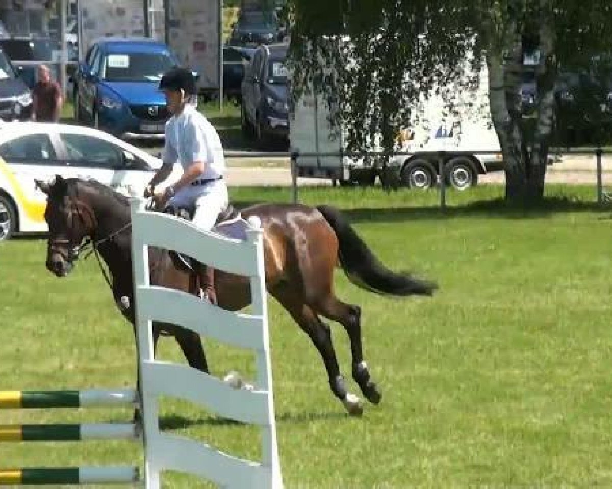 Springpferd Tilda 5 (Schwedisches Warmblut,  )