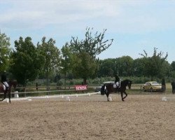 jumper Lubomir (German Warmblood, 2006, from Le Noir 35)