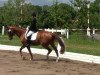 dressage horse Willem Serra (Hanoverian, 1999, from Wolkentanz I)