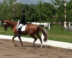 dressage horse Willem Serra (Hanoverian, 1999, from Wolkentanz I)