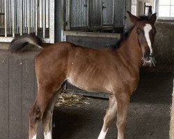 jumper Theo (Hanoverian, 2022, from Taloubet Z)