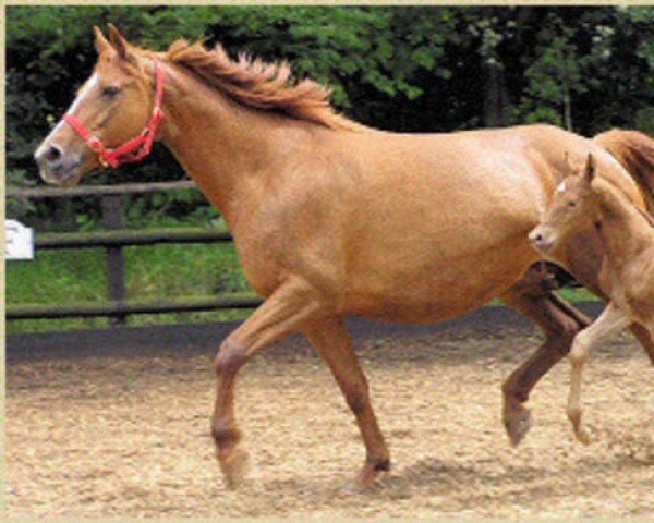 broodmare Holme Grove Mary Poppins (Trakehner, 1989, from Istanbul)