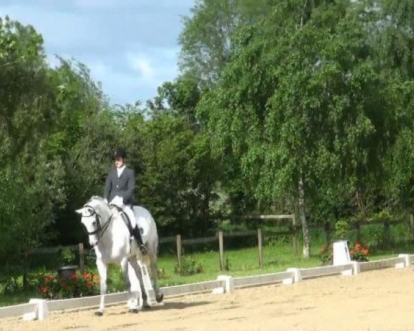 dressage horse London Lady TM (Rhinelander, 2002, from Londonderry)