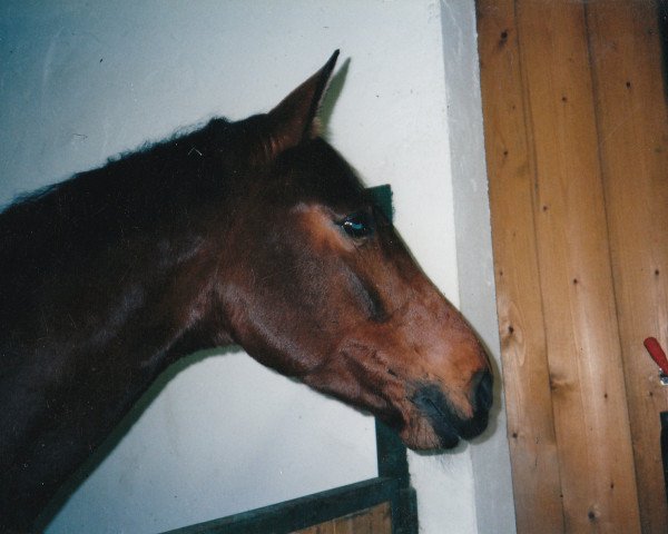 broodmare Rasmina (Bavarian, 1991, from Louis J)